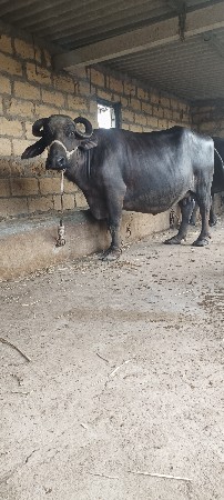 ભેંશ વેચવાની છે