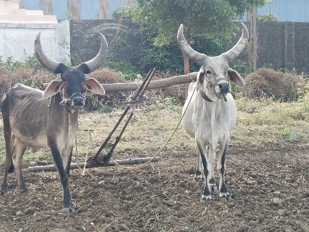 ગોઢલા વેચવા ના સે