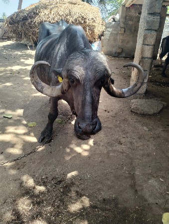 આ ભેંસ વેચવાની છે