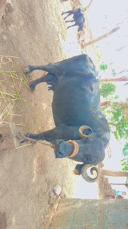 ભેસ વેસવાની સે