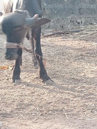 વેસવાની છે