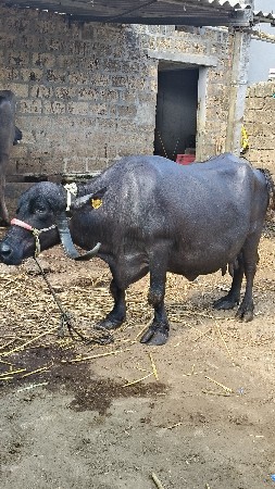 ભેંસ વેચવાની છે