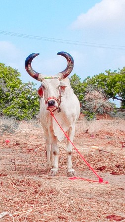 ત્રીજી ધર્મ કુંડળો ભરત છે ફુલ જવાબદ