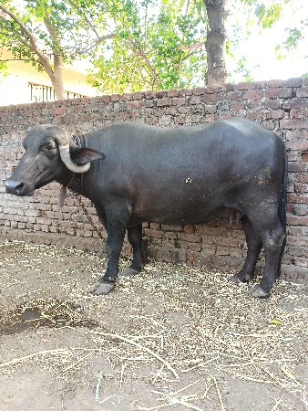 વેચવાની છે