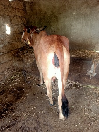 ગાય