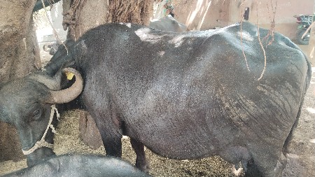 ભેંસ વેચવાની છે