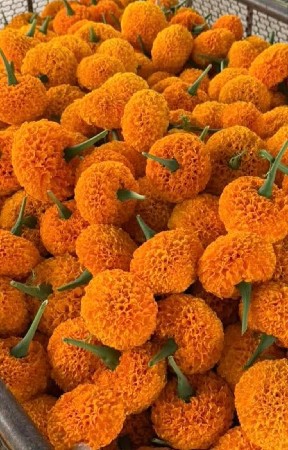 મળે જાશે