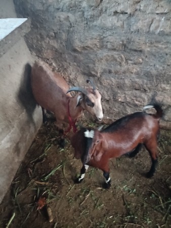 બકરી અને બકરો વેચવા ના છે.