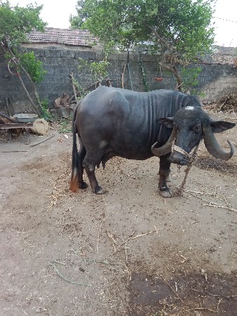 ભેંસ વેચવાની છે