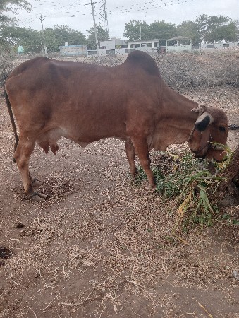 આ ગાય વેસવા ની છે