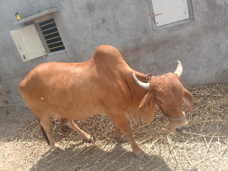 ગાય વેચવા ની છે