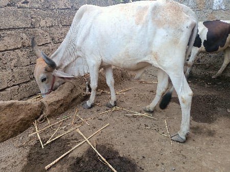 બળદ વેચવાનો છે