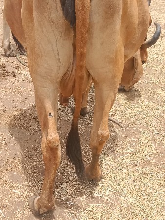 ઘાભણ