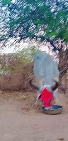 ગોઢલો વેચવાનો છે
