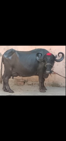 ભેંસ વેચવાનું છે 2 છે