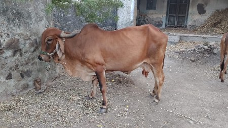 ગાય વેચવાની છે