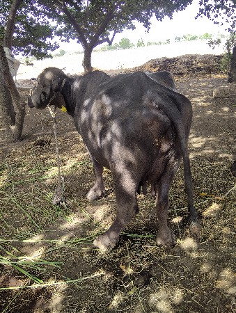 ૩ વીયાગલ  મના એકમનાનીઘાભણીછે