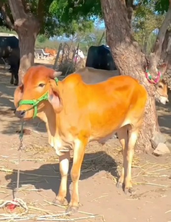 આ ગોંઢલા વેચવાના છે