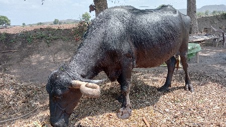આ ભેંસ વેચવાની