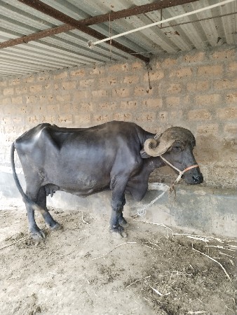 bhesh 

ભેસ વેચવા ની સે