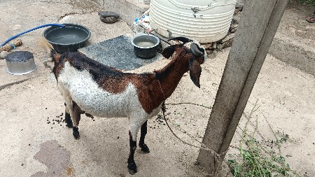 bakri devani che levani icha hoy