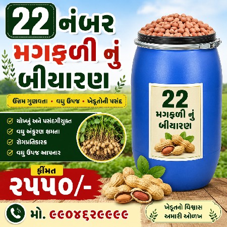 22 નંબર મગફળી નું કોરૂ બીયારણ