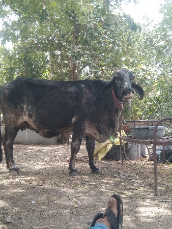 h. f. gir. kros