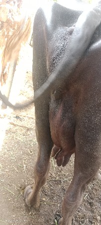 ભેંસ વેચવાની છે