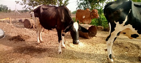 જર્સી ગાય વેચવા ની છે જસદણ કાળસર