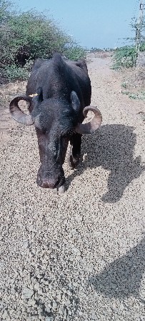 ભેંસ વેચવાની છે 20 દિવસની કાશી છે