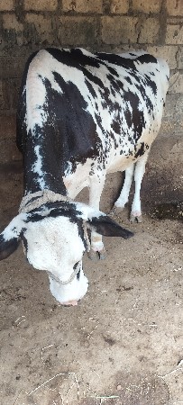 એસ.એફ ગાય વેચવા ની છે.