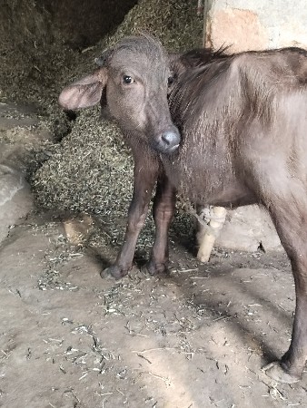 પાડી વેચવાની છે