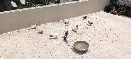 ભાઈ લેવા હોય તો ફોન કરજો ખોટાન