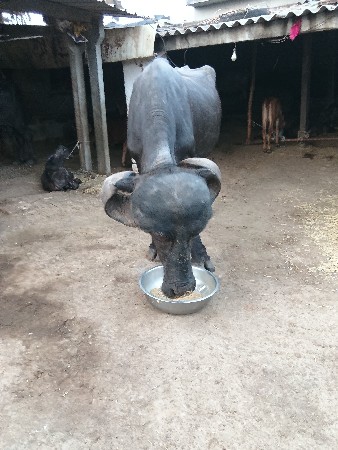 અખંડ ખડેલી વેચવાની છે
