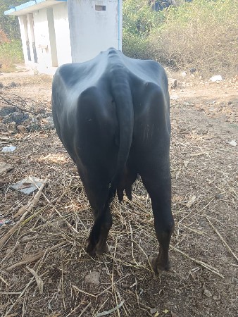 ભૈસ વેસસવાની છે