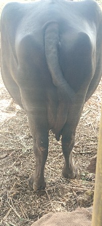bhesh vasvani sa