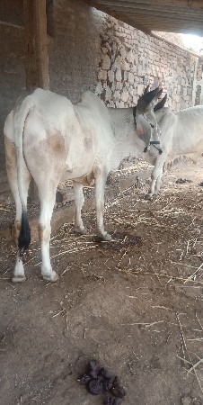 ગાડીને સારુ છે