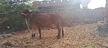 ગીરગાય