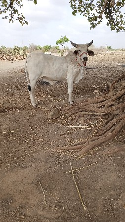 22 મહીનાની