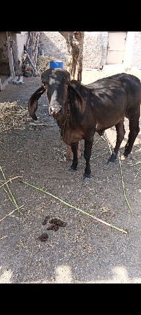 કાળી વાચડી વેચવાની સે