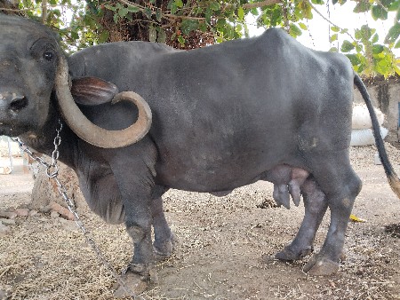 ભેંસ વેચવાની છે