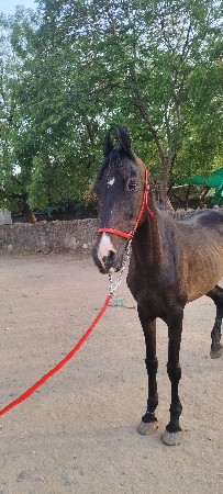 ઘોડી વેચવાની છે