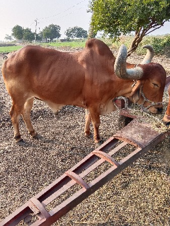 બડધવેચવાનાછે