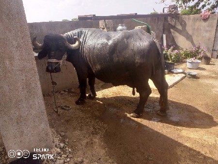 ભેંશ વેચવાની છે