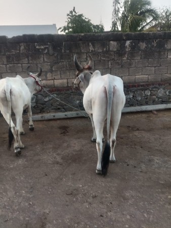 વાંસડા નંબર પર કોલ કરવો