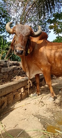 બે ગાયું આપવાની સે
