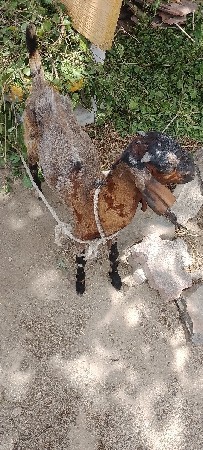 aa wec wa ni che bakri