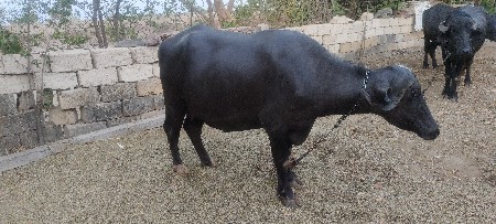 ભેંસ વેચવાની છે