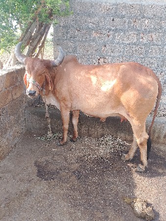 ગાય વેચવા ની