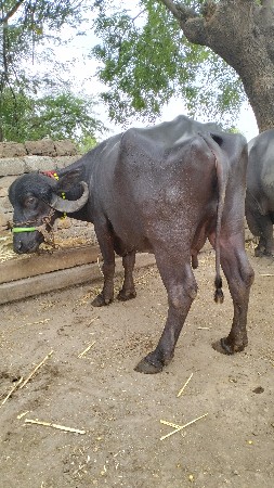 બીજું વેતર વ્યાસે 15 થી 20 દી મા